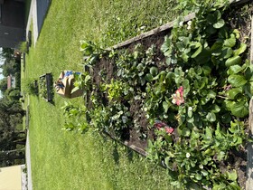 Strawberry Patch