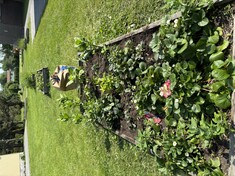 Strawberry Patch