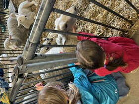 Farm Animals